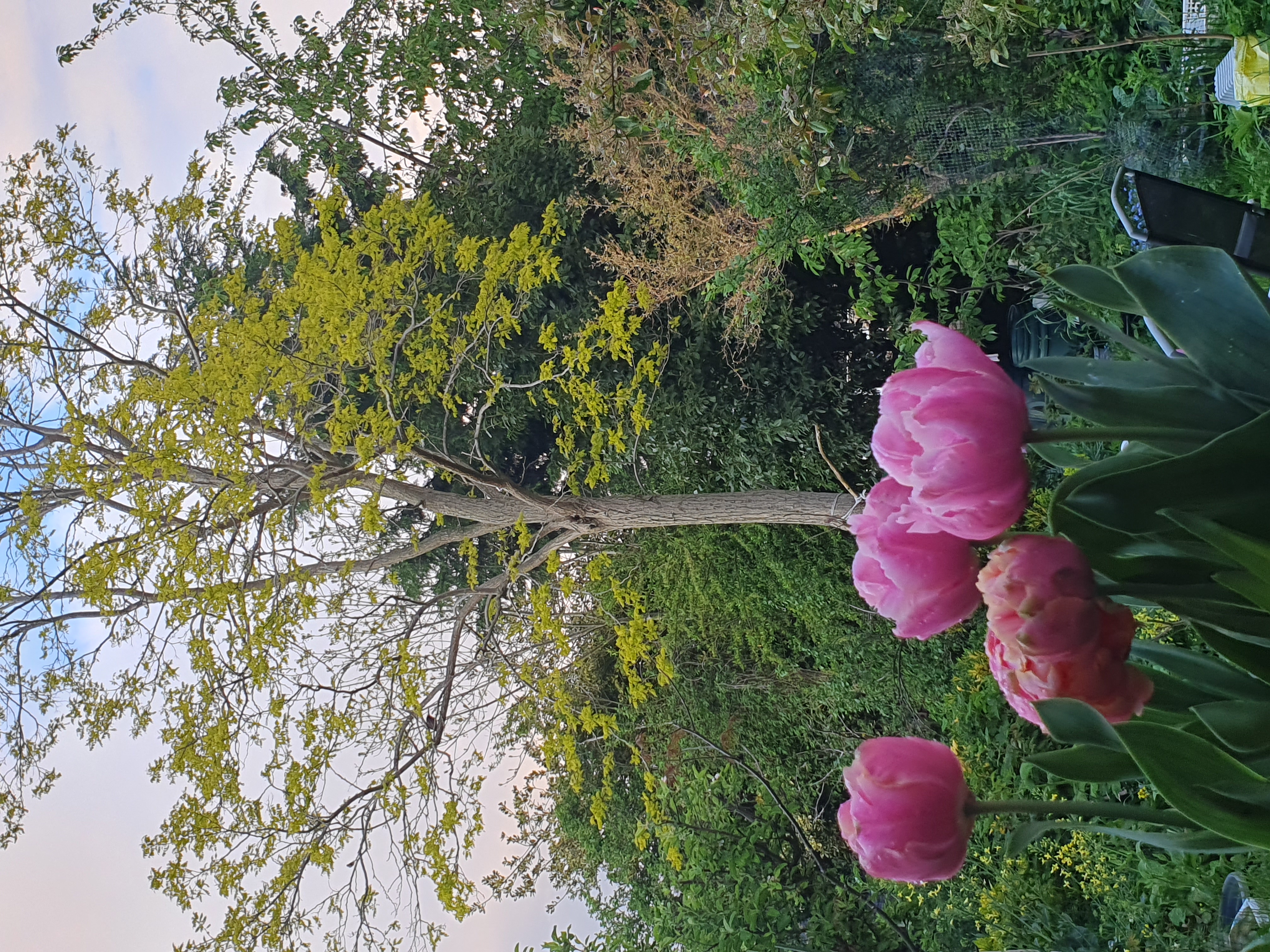 20230511-200918-honey-locust-with-tulips.jpg